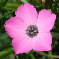  fleurs et petites bêtes 