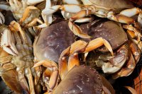  à bord du bateau, un joli panier de crabes!