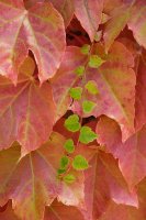  Commanderie de peyrassol 