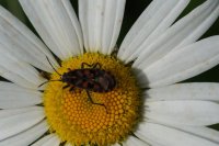  fleurs et petites bêtes 