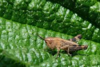  fleurs et petites bêtes 