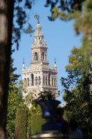 La giralda vue des jardins de l'Alcazar