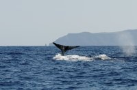 2009 - Iles des Açores