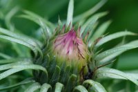  fleurs et petites bêtes 