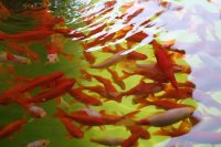 Dans les jardins de l'Alcazar