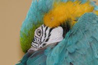 2007 - îles canaries -Gran Canaria-