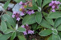  fleurs et petites bêtes 