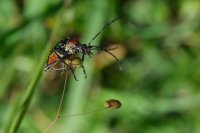  fleurs et petites bêtes 