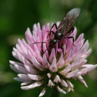  fleurs et petites bêtes 