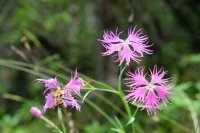 Sibérie 2019-Baïkal Listvianka