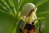  fleurs et petites bêtes 