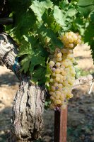  Commanderie de peyrassol 