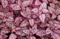 2009 - Iles des Açores