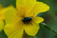  fleurs et petites bêtes 