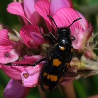  fleurs et petites bêtes 