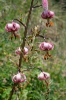 Sibérie 2019-Bargouzine