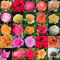  Portland,  un échantillon de la roseraie