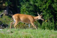  USA_2017 Oregon, Crater Lake
