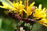  fleurs et petites bêtes 