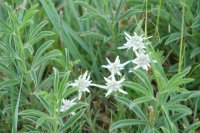 Sibérie 2019-Baïkal, île d'Olkhon