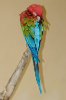 2007 - îles canaries -Gran Canaria-