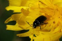  fleurs et petites bêtes 