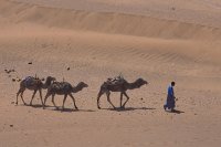 Les vaisseaux du désert...