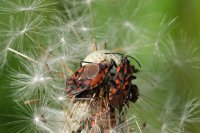 fleurs et petites bêtes 