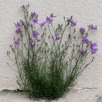  Le village de Roubion