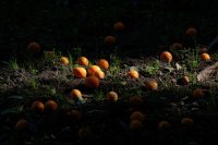 Dans les jardins de l'Alcazar