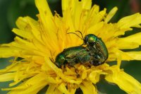  fleurs et petites bêtes 