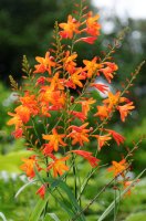 2009 - Iles des Açores