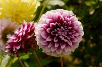 2009 - Iles des Açores