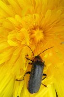  fleurs et petites bêtes 