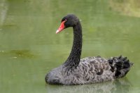 2009 - Iles des Açores
