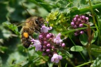  fleurs et petites bêtes 