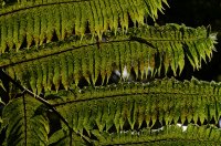 2009 - Iles des Açores