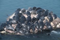 Sibérie 2019-Baïkal-Bargouzine