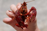 2009 - Iles des Açores