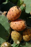 2007 - îles canaries -Gran Canaria-