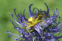  fleurs et petites bêtes 