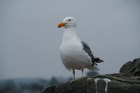 qu'est qu'elle a ma gull?
