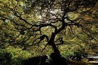  Portland, Jardin Japonais