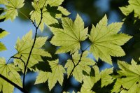  Portland, Jardin Japonais