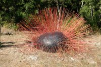  Commanderie de peyrassol 