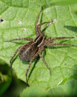  fleurs et petites bêtes 