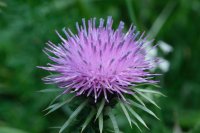  fleurs et petites bêtes 