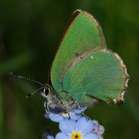  fleurs et petites bêtes 