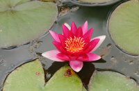 2009 - Iles des Açores