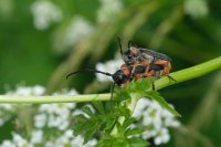  fleurs et petites bêtes 